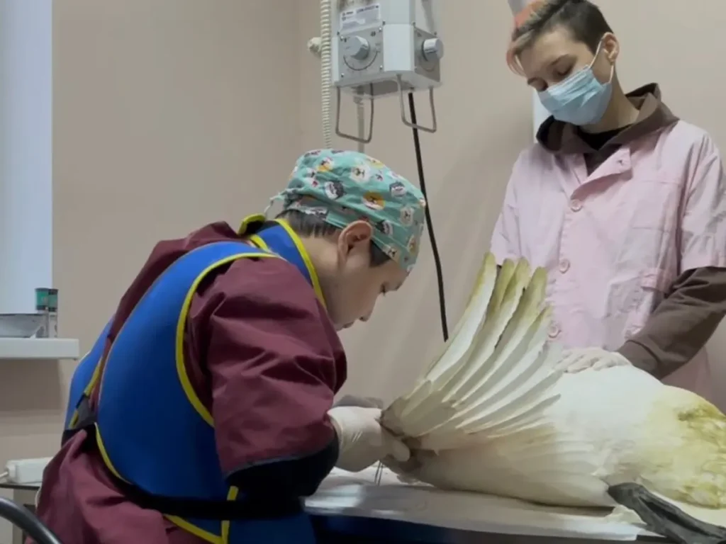 Ақтау ветеринарлары қанаты сынған аққуды құтқарды