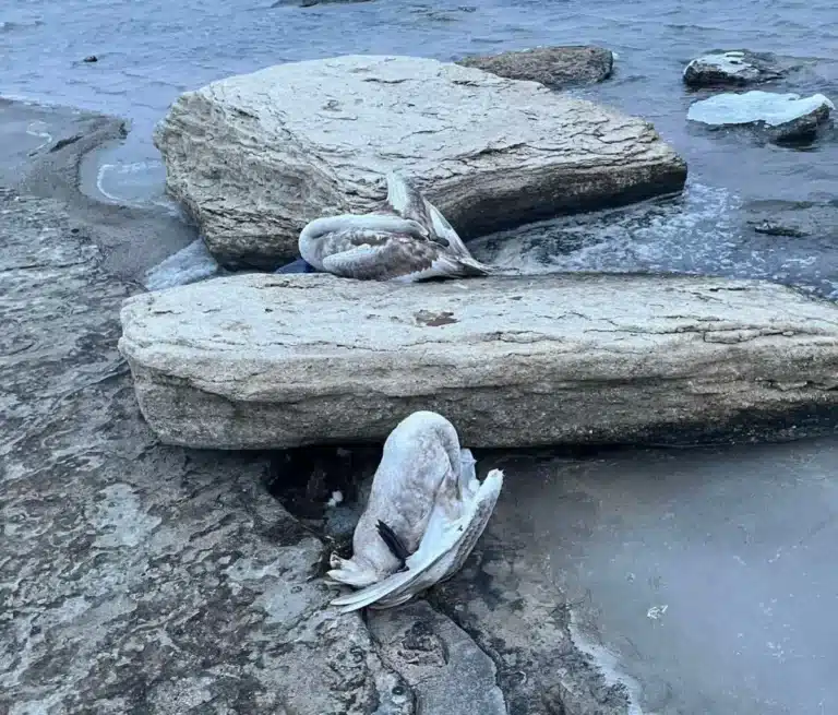 Мертвые лебеди: экологи подтвердили факты гибели птиц в Мангистау