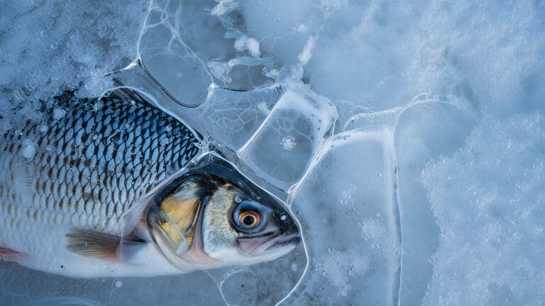 Замерзших рыб разглядели в городском катке жители Сарани