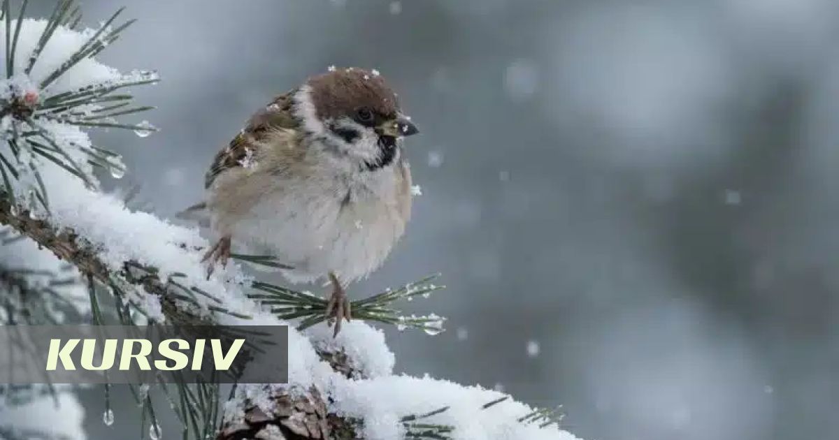 В Казахстане вновь обещают похолодание, снег, дождь и метель