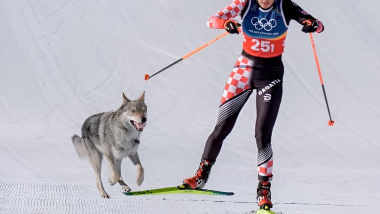 На зимней Олимпиаде пес выбежал на лыжную трассу и пересек финиш