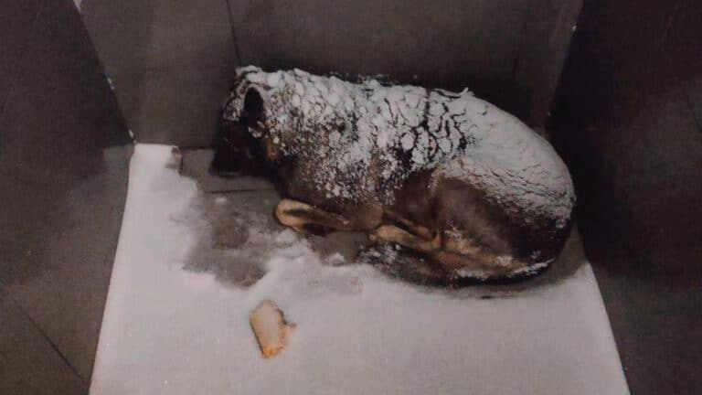 В России объявили бойкот «Додо Пицце» из-за истории с бездомной собакой и курьером