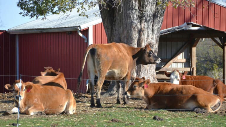 Крупных землевладельцев обяжут заниматься животноводством под угрозой изъятия земель
