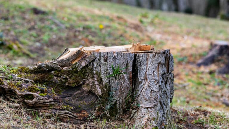 Акимат объяснил массовую вырубку деревьев в Жетысу без разрешения