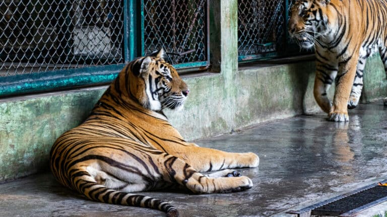 Thailand reports dozens of tigers dead at Chiang Mai park