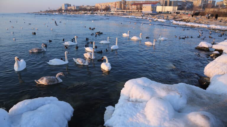 Лебеди заполонили бухту Актау впервые за долгое время