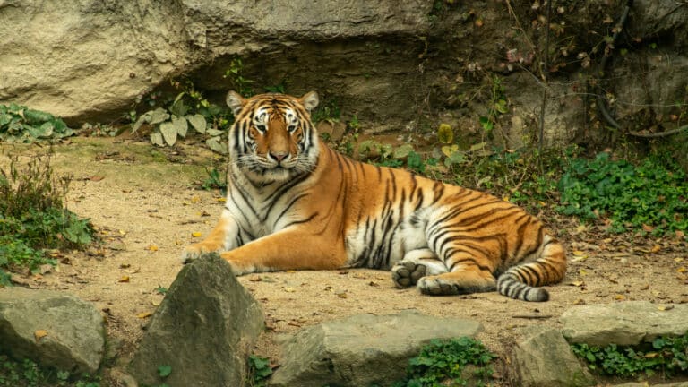 Тигров из России оснастят спутниковыми ошейниками перед выпуском в Казахстане