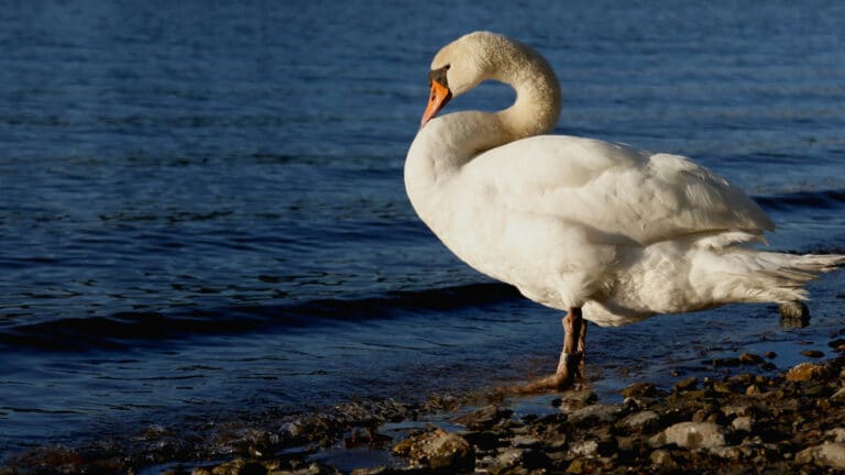 Экологи проверяют воду Каспия после гибели 11 лебедей в Актау