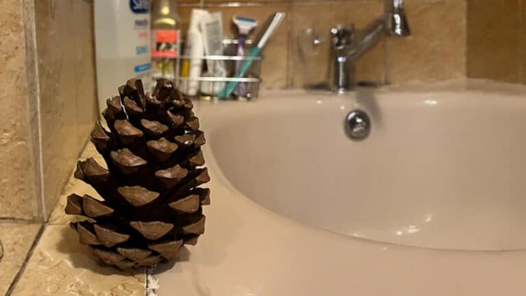 Необычный лайфхак с кедровой шишкой привлек внимание пользователей