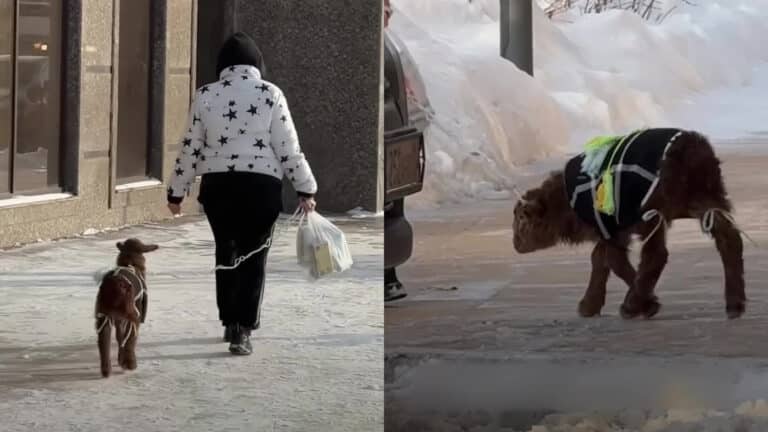 Женщину с ягненком на поводке заметили в Астане