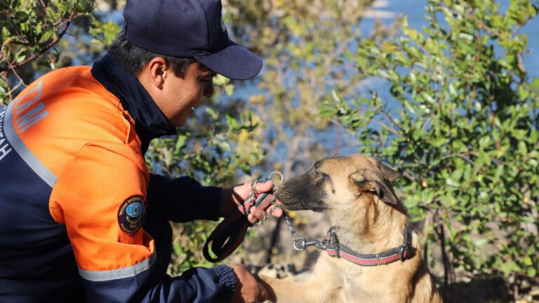 Собак-ветеранов КНБ продают казахстанцам по 900 тенге вместо пенсии