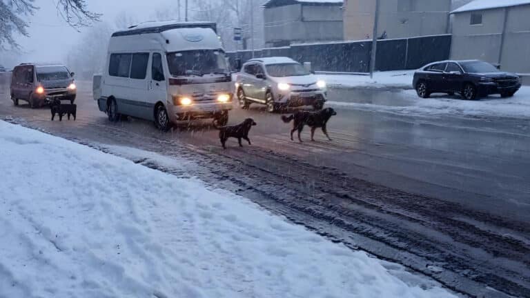 Бродячие собаки показали алматинцам, как правильно переходить дорогу