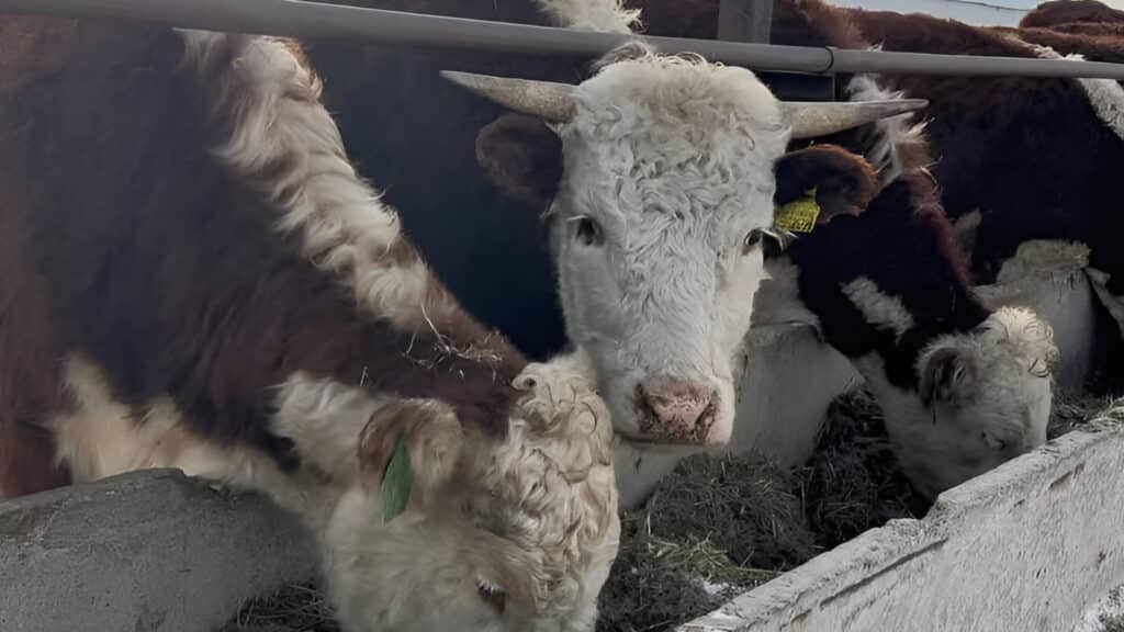 Животноводы предложат казахстанцам зарабатывать на выращивании скота/instagram.com/zhanibek_kenzhebayev, бильд-редактор: Адэлина Мамедова