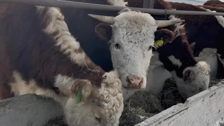 Для казахстанцев придумали новую схему, как заработать на покупке бычков