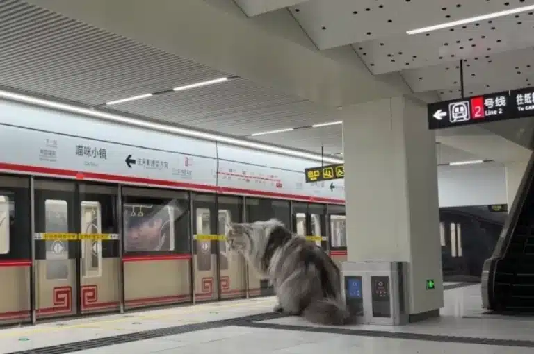 В Китае создали кошачий мегаполис с магазинами и подземным метро