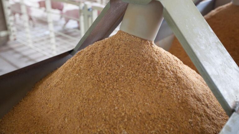 Зачем Казахстан отправил поезд с кормовой мукой в Китай