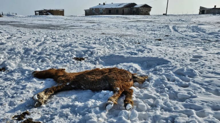 Исатай ауданында мал қырылып жатыр