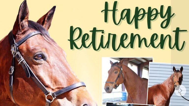 18 жасар жылқы зейнетке шығып, қарттар үйінде өмір сүретін болды