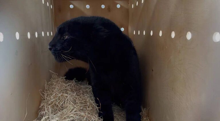 Редкий черный леопард прилетел в Алматы 