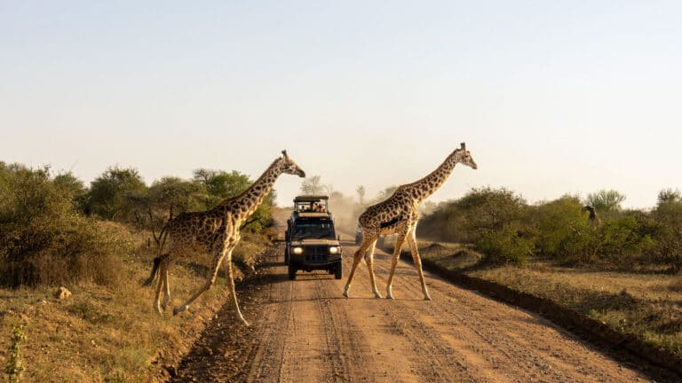Кения: с какими рисками сталкиваются туристы