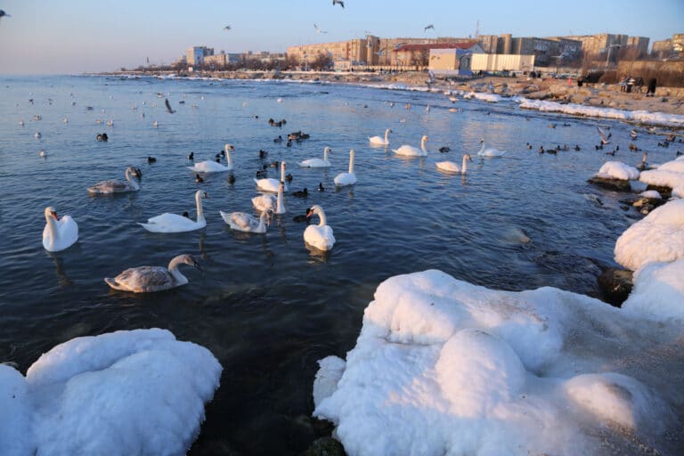 Ақтауда аққулар қырылып жатыр