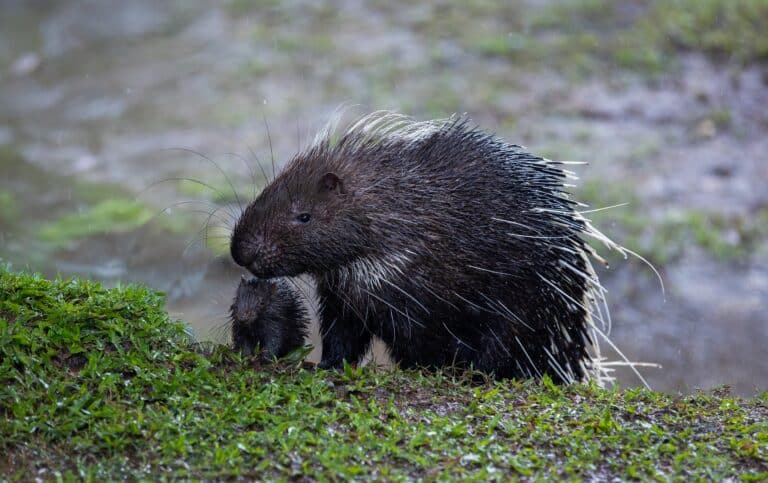 В Иле-Алатауском нацпарке засняли трех индийских дикобразов