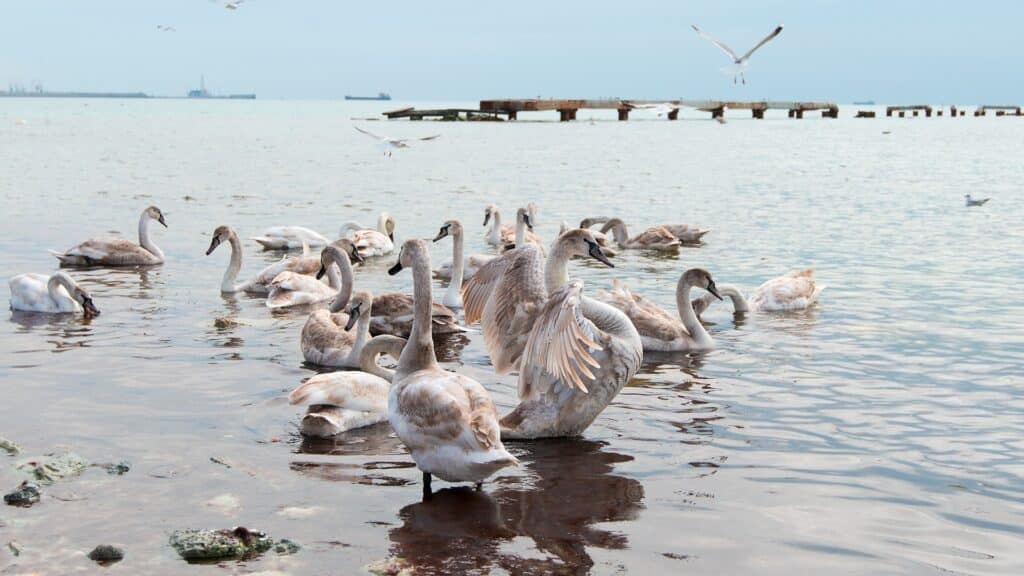 Маңғыстауда қырылған аққу саны жиырмаға жетті