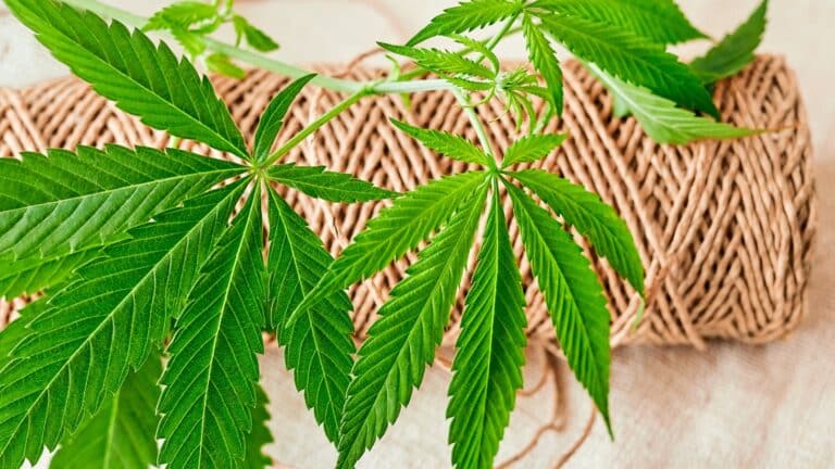 Күрішті азайтқан Қызылорда қарасора егіп жатыр