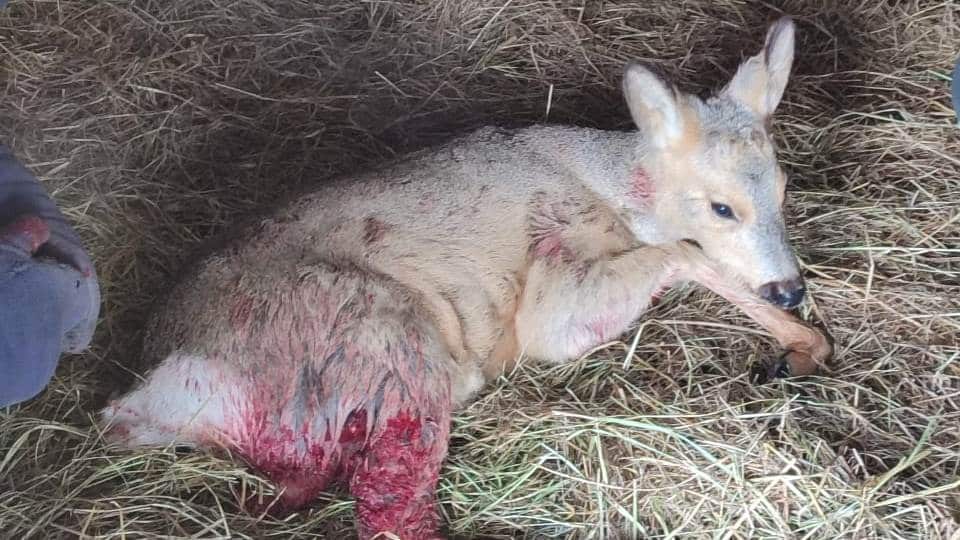 Раненую косулю спасли в Павлодаре