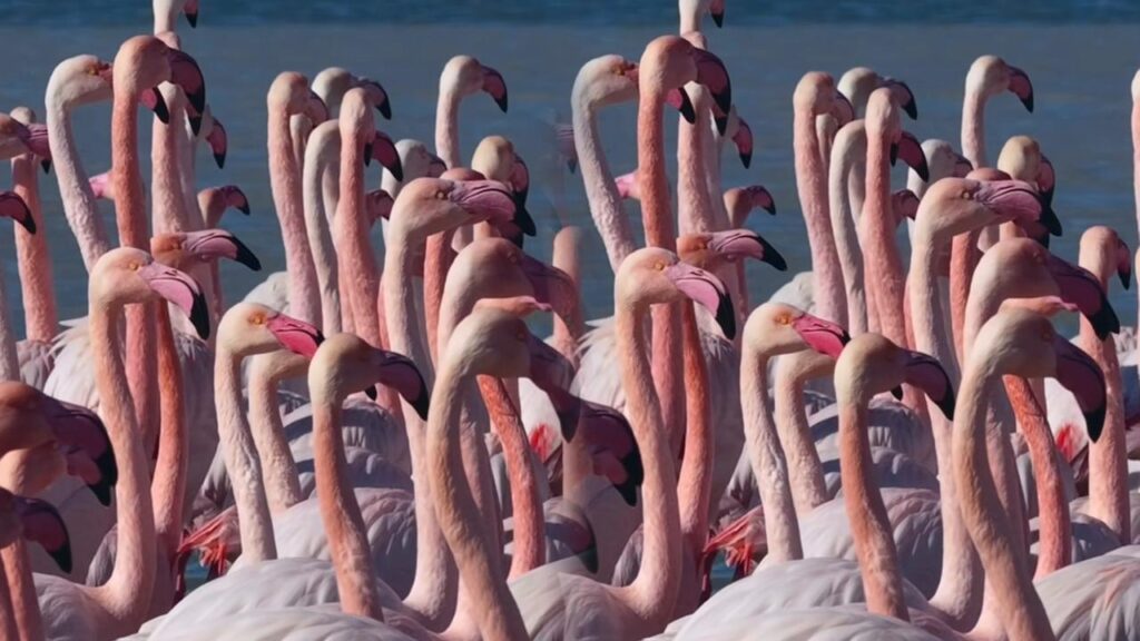 Ақтауға қоқиқаздар ұшып келді (видео)