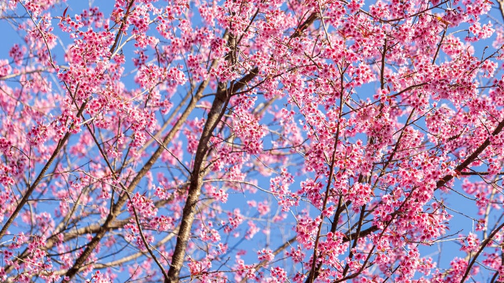 Wild Himalayan Cherry (Prunus cerasoides) or thai sakura flower