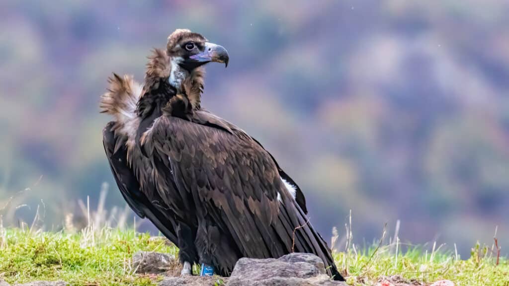 Cinereous vulture sitting on feeding station