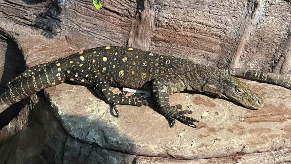 Фото: акимат Алматы.