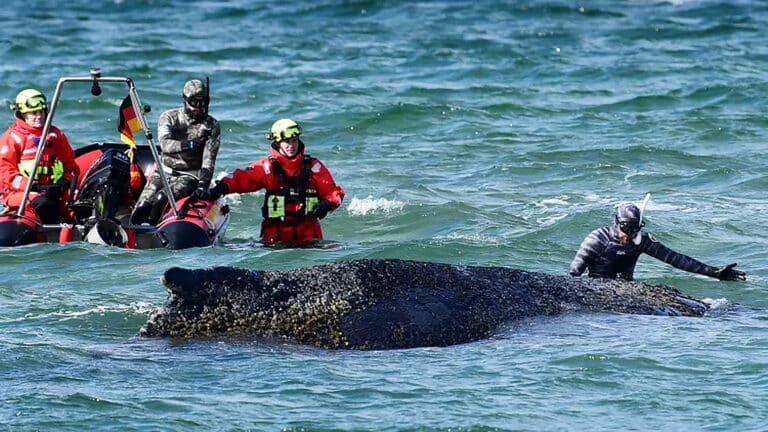 Humpback whale escapes sandbank on Germany’s Baltic coast
