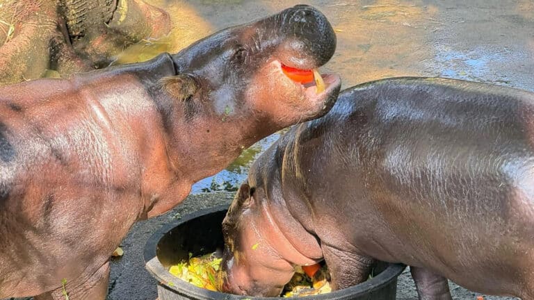 Man trespasses into enclosure of social media star hippo Moo Deng