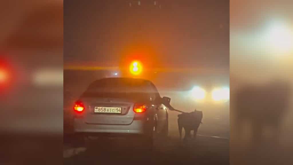 «Жарысқа дайындадым»: Павлодарда итті көлікпен сүйреген жүргізуші ұсталды