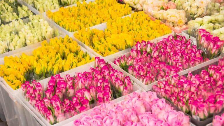 Стал известен главный поставщик цветов в Казахстан