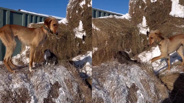 The cat and Tazy dog ruling a Kazakh farm