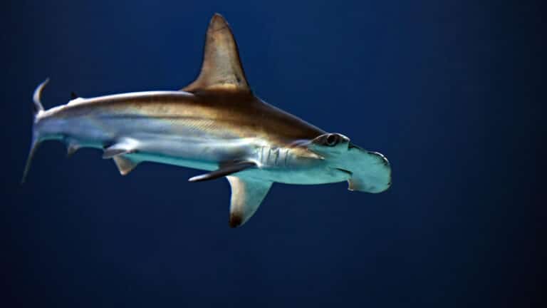 Казахстанцы поймали акулу во время рыбалки у побережья Майами