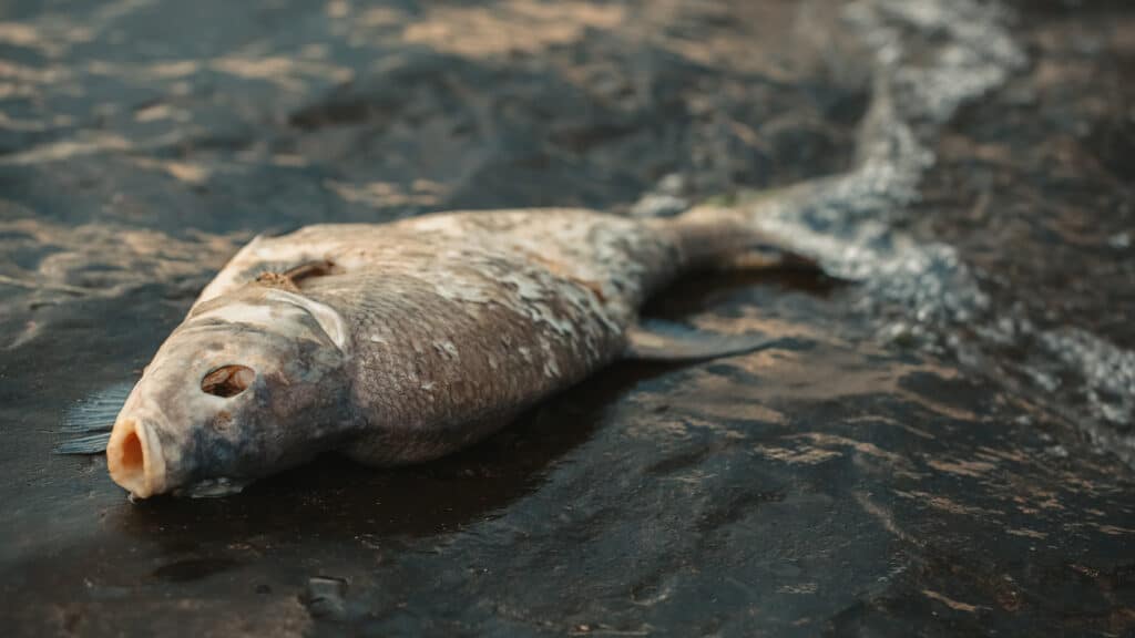 В ЗКО подсчитывают ущерб от массовой гибели рыбы в одном из водоемов