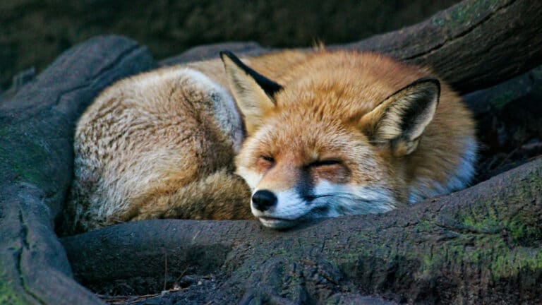 Red fox hitchhikes across the Atlantic on cargo ship