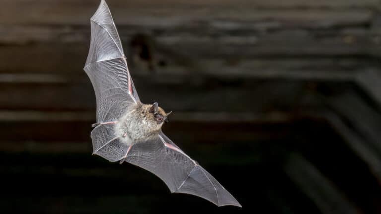 Летучие мыши атакуют квартиры астанчан