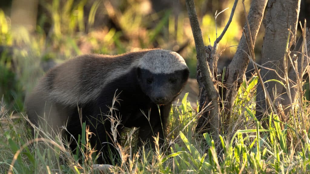 Фото: shutterstock, бильд-редактор: Милош Муратовский