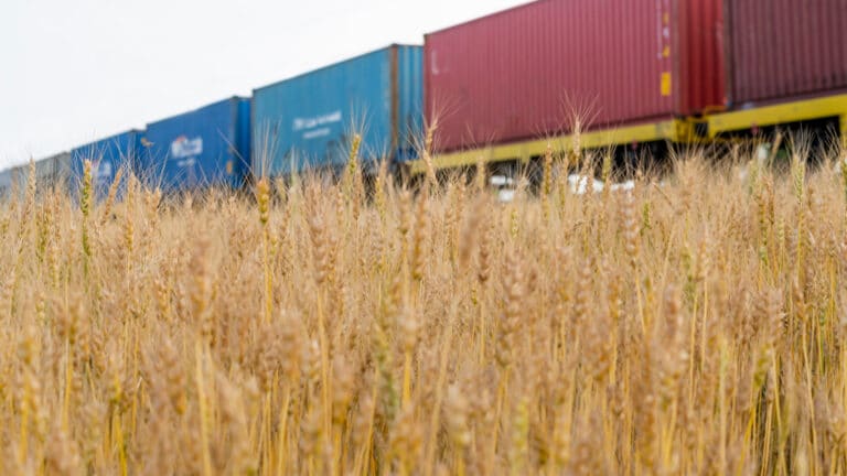 Российская пшеница становится главным ресурсом для казахстанских переработчиков
