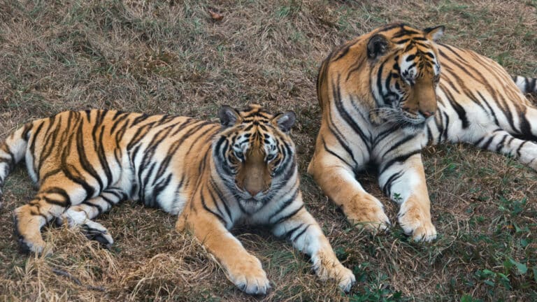 Амурские тигры Богдан и Кума могут дать потомство в Казахстане