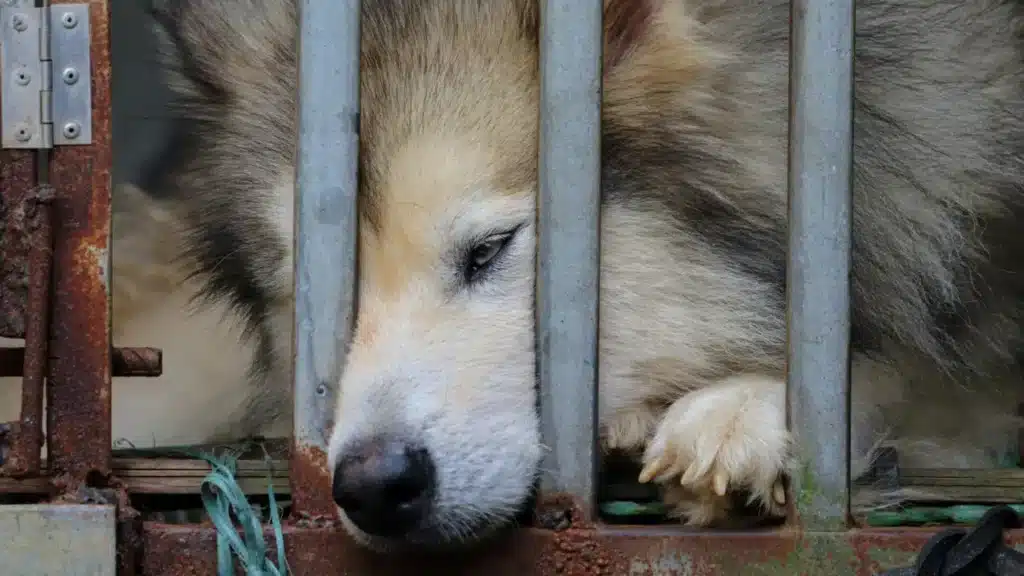 В Алматы обнаружили восемь трупов собак без кожи, полиция начала проверку