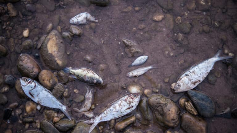 Министр Нысанбаев назвал бредом сценарий гибели Каспия из-за аварии на Кашагане