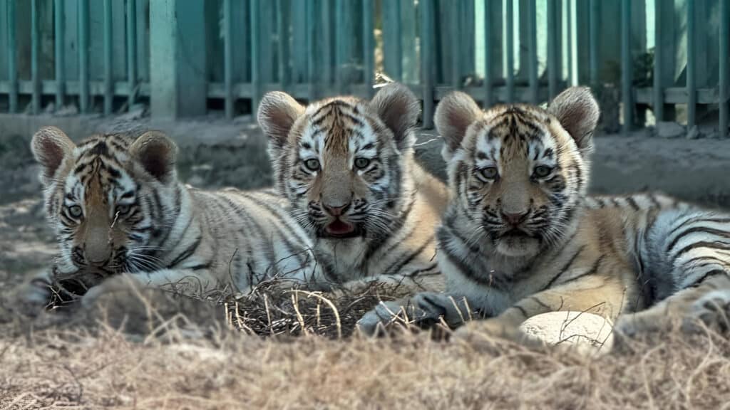 Фото: instagram.com/almatyzoo, бильд-редактор: Адэлина Мамедова