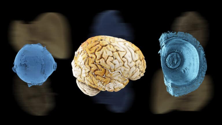 Ультрадетальный 3D-атлас человеческих органов создали ученые