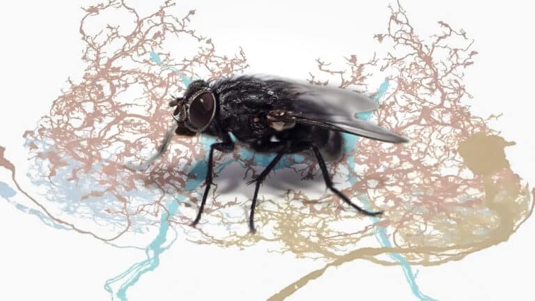Ученые впервые «оживили» цифровой мозг — пока что мухи